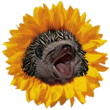 Datei:Antizombie 2.png