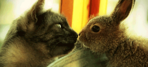 Datei:Tumblr lvkopiOmti1r51yilo1 500.gif