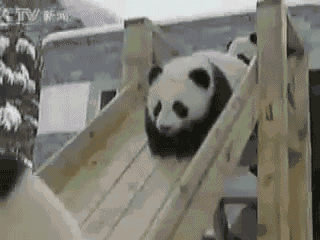 Datei:Pandas-Sliding-Down-Slide.gif