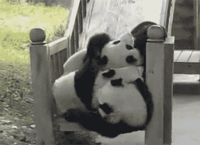 Datei:Group-of-Pandas-Falling-Down-Slide.gif
