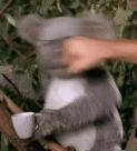 Datei:Ürüffa.gif
