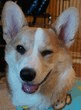 Datei:Cazzanonatuerlich.gif