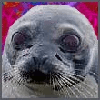 Datei:Selkienator.gif